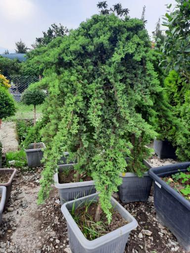 عکس پایانه گل و گیاه تنکابن