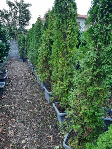 عکس پایانه گل و گیاه تنکابن