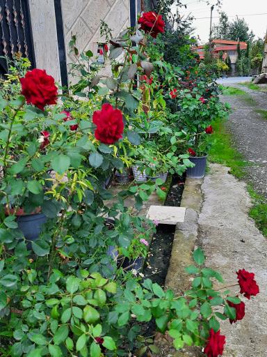 عکس پایانه گل و گیاه تنکابن