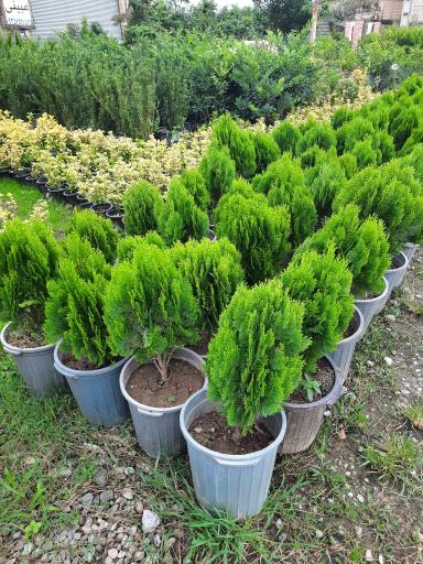 عکس پایانه گل و گیاه تنکابن