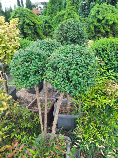 عکس پایانه گل و گیاه تنکابن