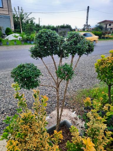 عکس پایانه گل و گیاه تنکابن