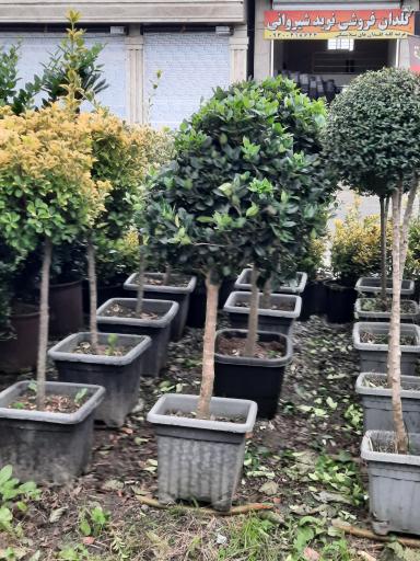 عکس پایانه گل و گیاه تنکابن