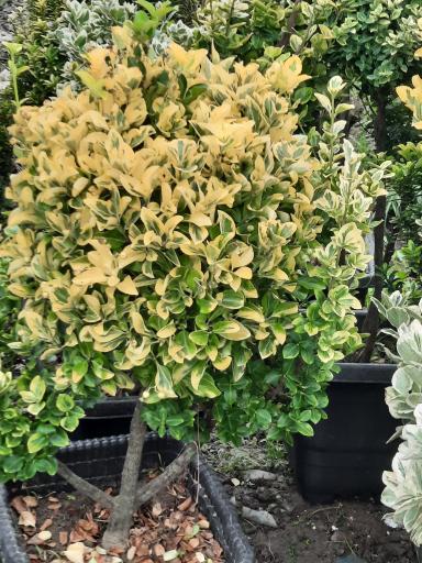 عکس پایانه گل و گیاه تنکابن