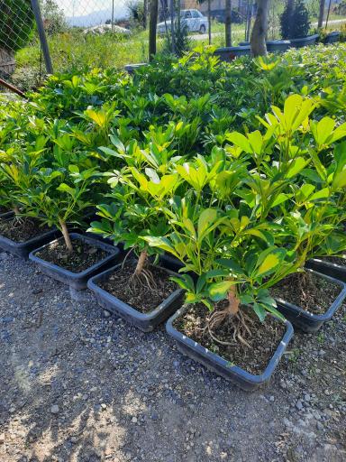 عکس پایانه گل و گیاه تنکابن