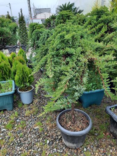 عکس پایانه گل و گیاه تنکابن