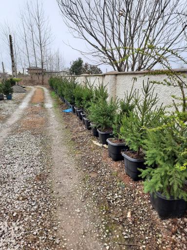 عکس پایانه گل و گیاه تنکابن