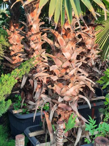 عکس پایانه گل و گیاه تنکابن