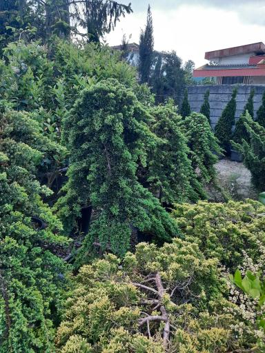 عکس پایانه گل و گیاه تنکابن