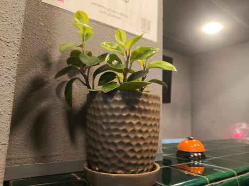 عکس معجونچی شعبه نازی آباد