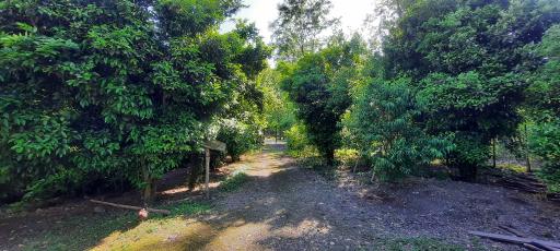 عکس بوستان نارون