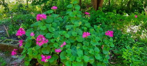 عکس بوستان نارون