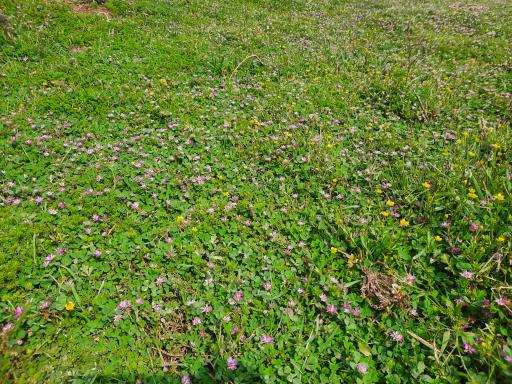 عکس بوستان نارون