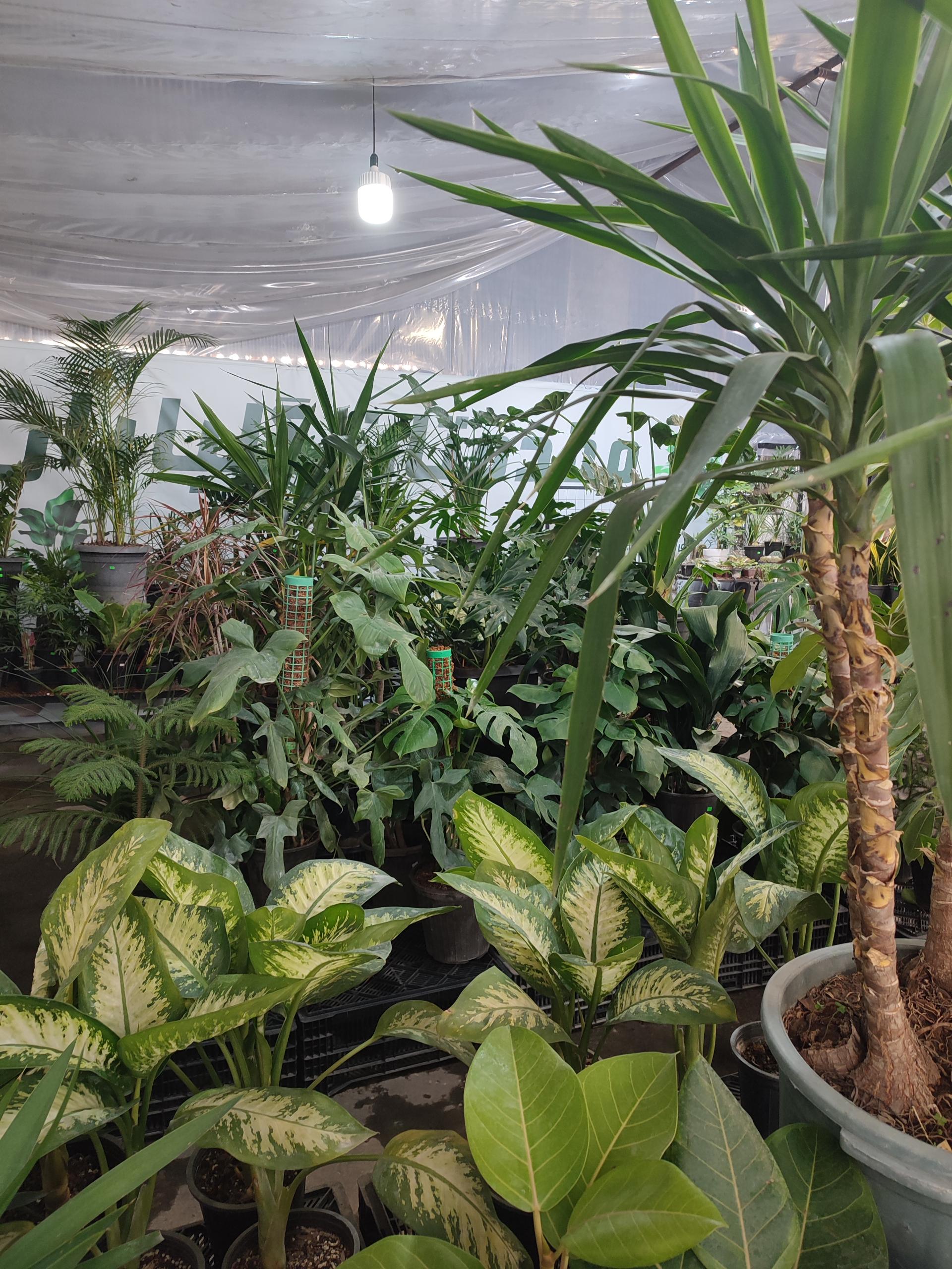 عکس بازار گل کبکانیان