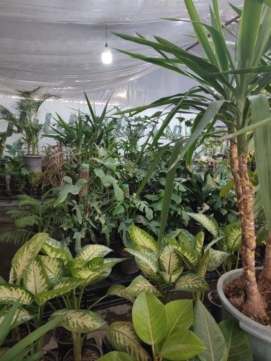 عکس بازار گل کبکانیان