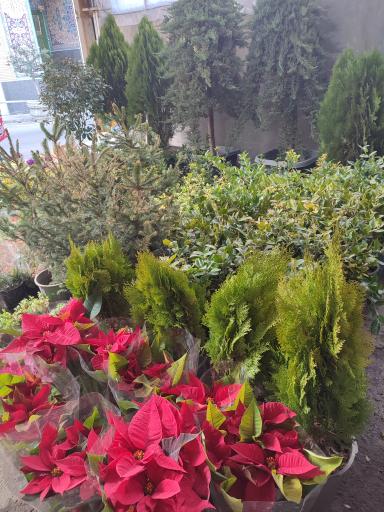 عکس بازار گل کبکانیان