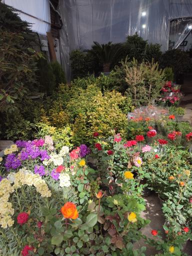 عکس بازار گل کبکانیان