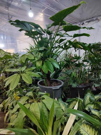 عکس بازار گل کبکانیان