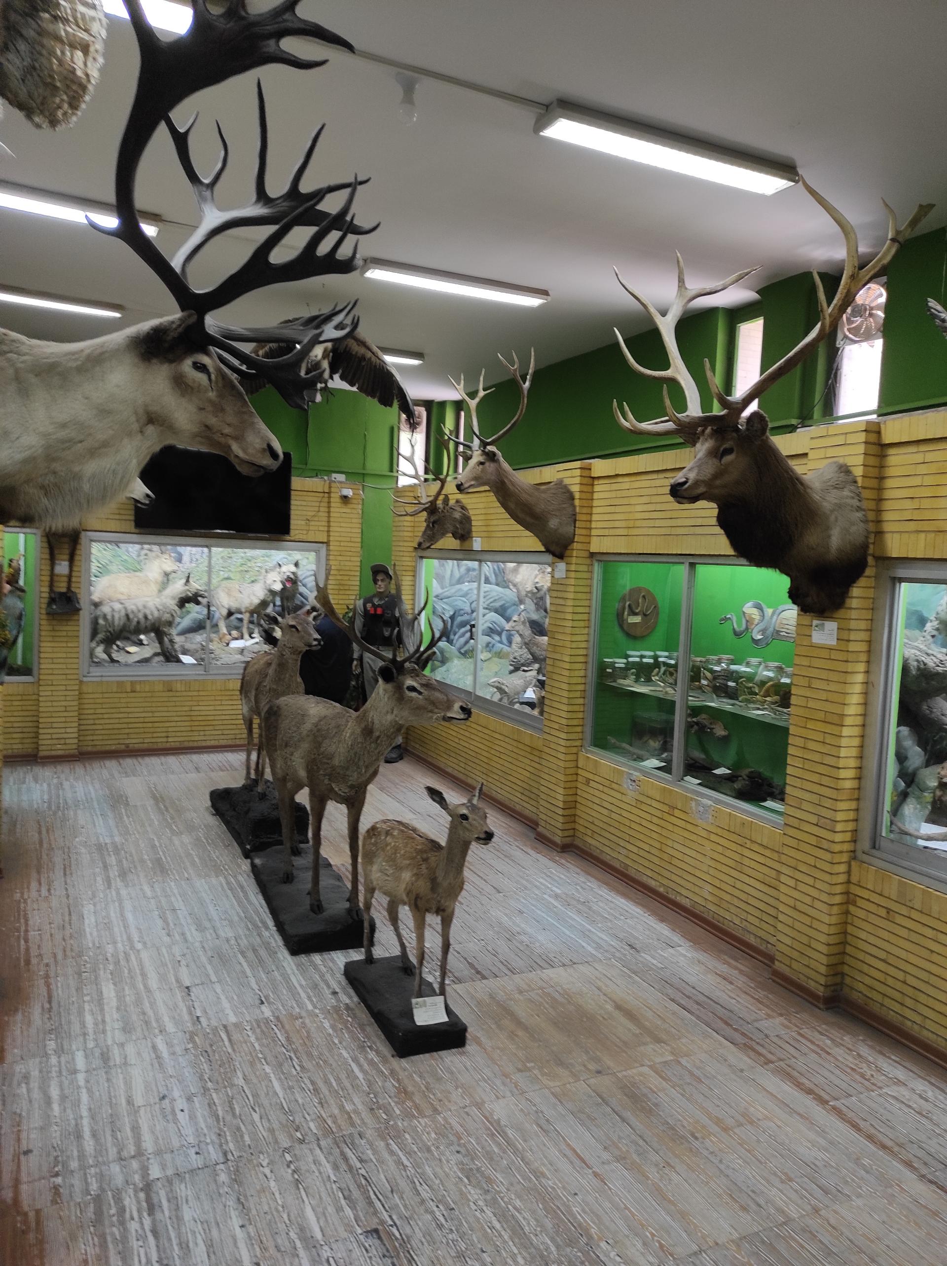 عکس موزه تاریخ طبیعی