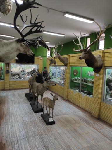 موزه تاریخ طبیعی