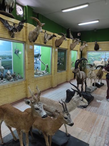 موزه تاریخ طبیعی