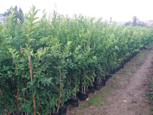 عکس نهالستان آراسته (شعبه ماهفورجک)