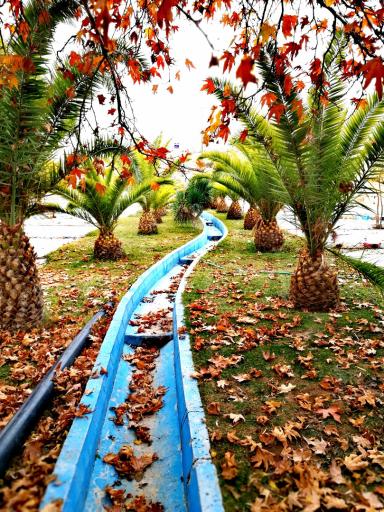 عکس نی‌ریز