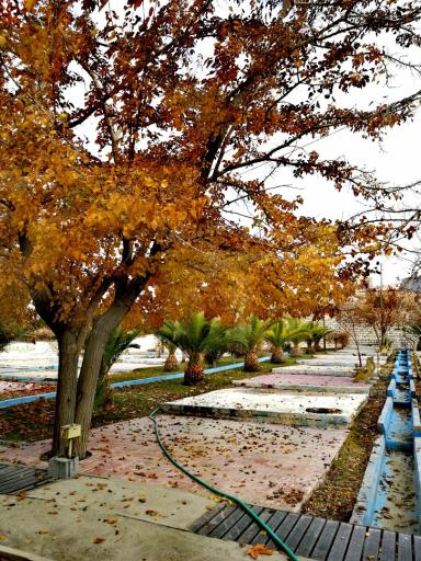 عکس نی‌ریز