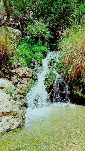 عکس نی‌ریز