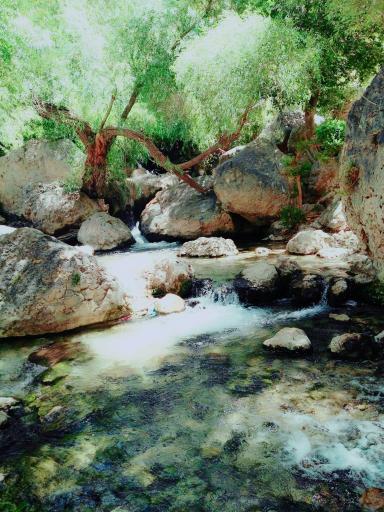 عکس نی‌ریز