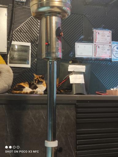 عکس تینو برگر صدرا