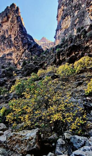 عکس نی‌ریز