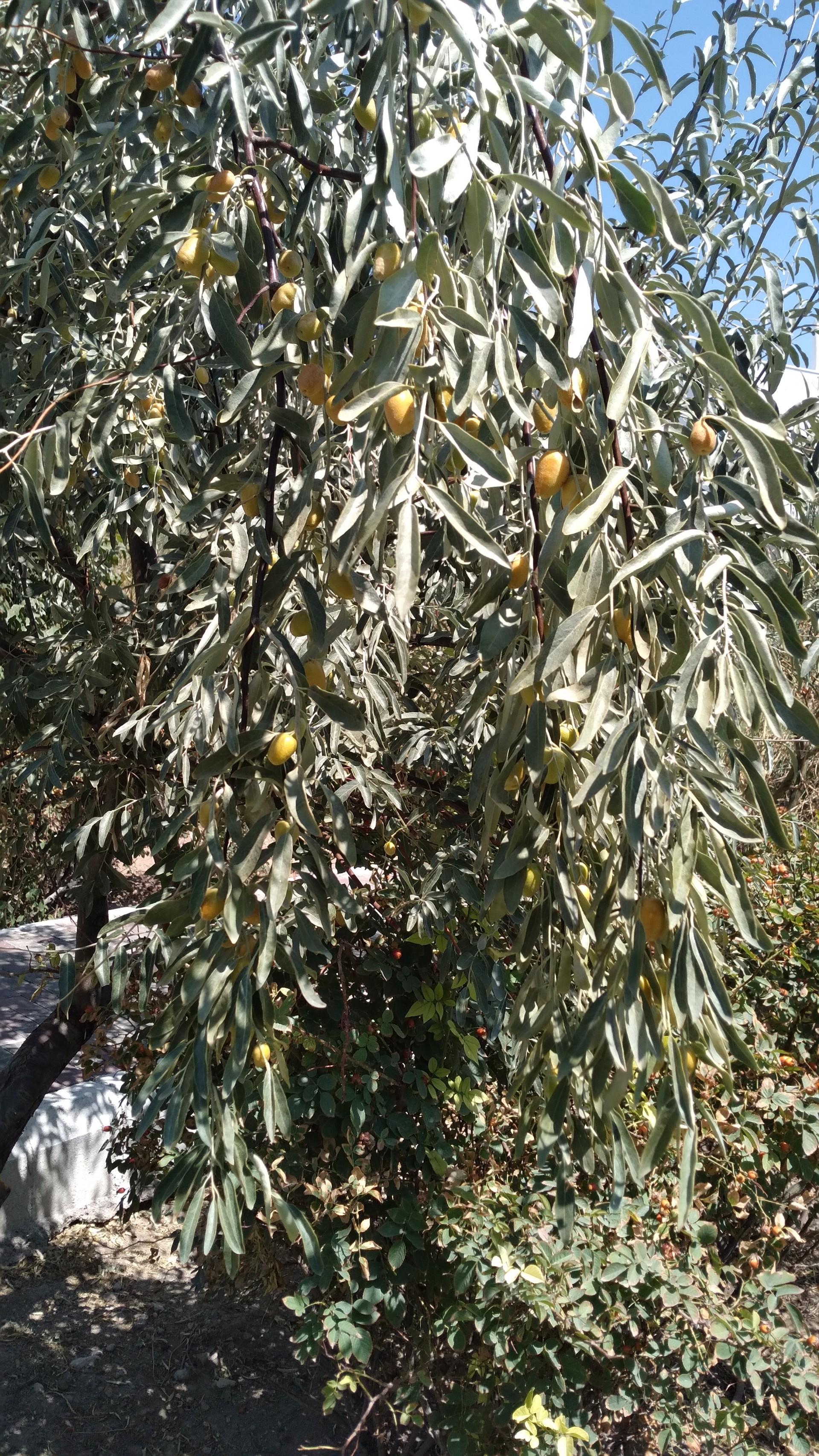 عکس پارک حکیم نظامی گنجوی