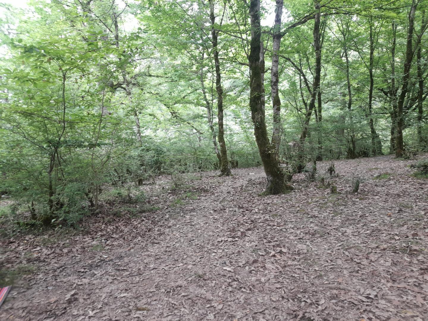 عکس جنگل خانیکان