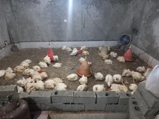 عکس مرغ فروشی رسولی