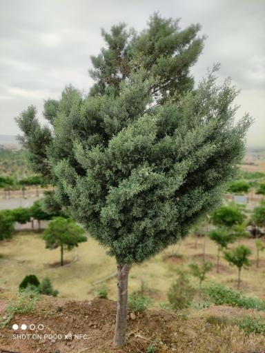 عکس پارک جنگلی ارم