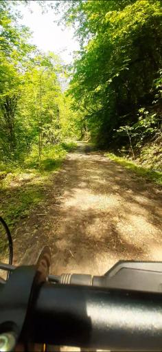 عکس جنگل خانیکان