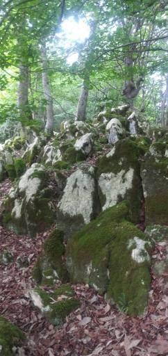 عکس جنگل خانیکان