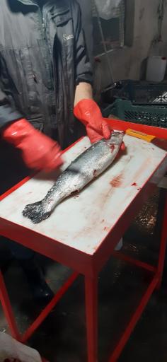 عکس پرورش ماهی امام زاده