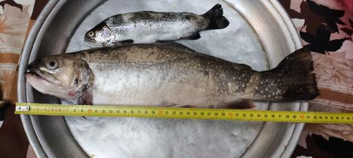 عکس دریاچه ماهیگیری کاسپین