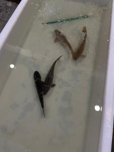 عکس ماهی فروشی ابراهیمی سومندر