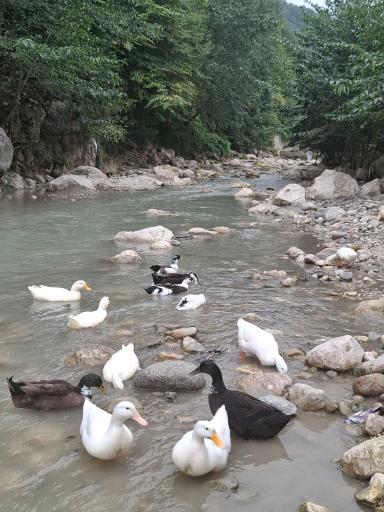 عکس تنگه دار