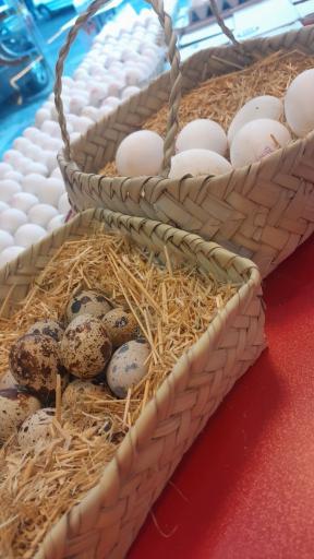 عکس پخش تخم مرغ ستایش