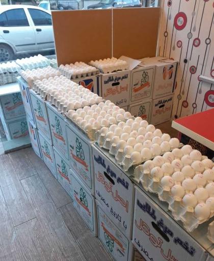 عکس پخش تخم مرغ ستایش