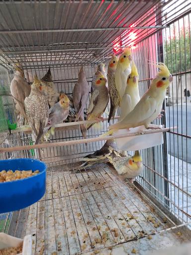 عکس پرنده سرای پرطلایی 