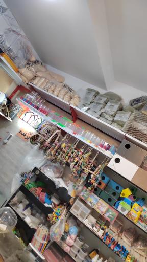 عکس پرنده سرای پرطلایی 