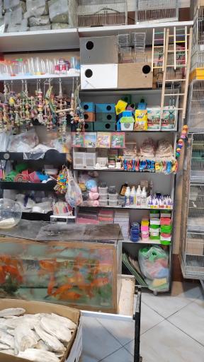 عکس پرنده سرای پرطلایی 