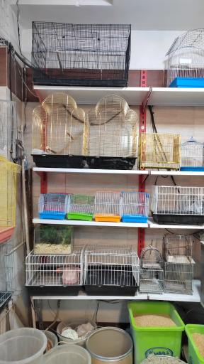 عکس پرنده سرای پرطلایی 