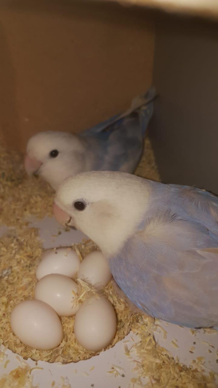 عکس پرنده سرای پرطلایی 