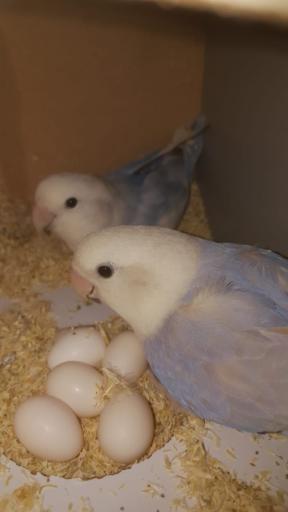 عکس پرنده سرای پرطلایی 